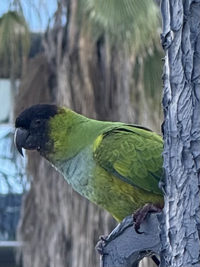 Nanday Parakeet - ML646261616