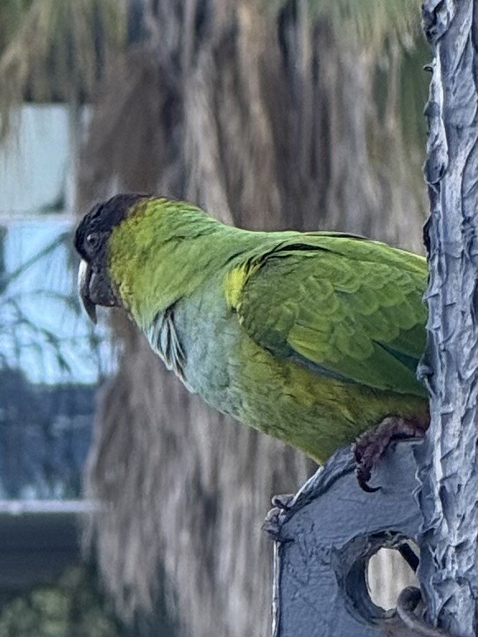 Nanday Parakeet - ML646261617