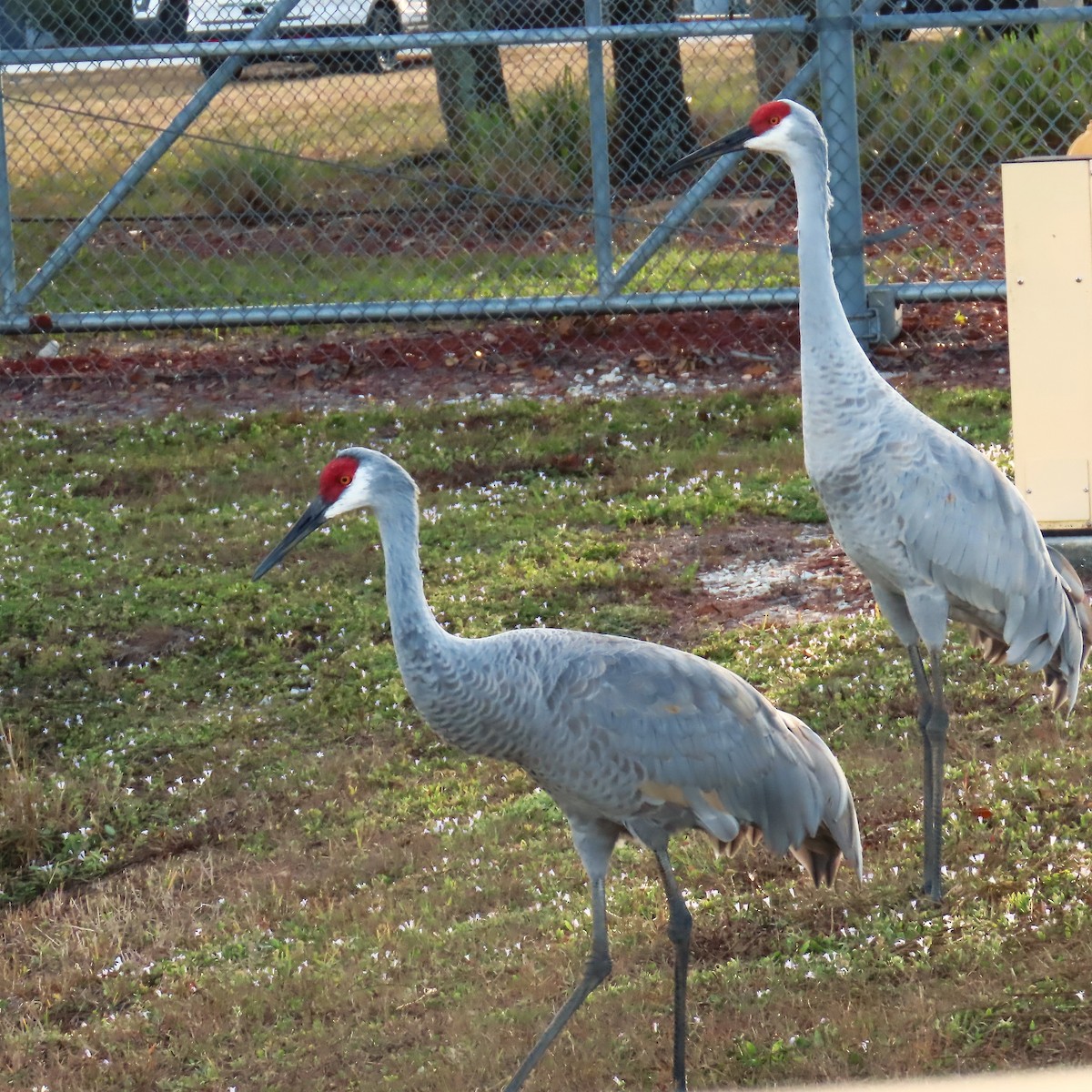 Sandhill Crane - ML646261618