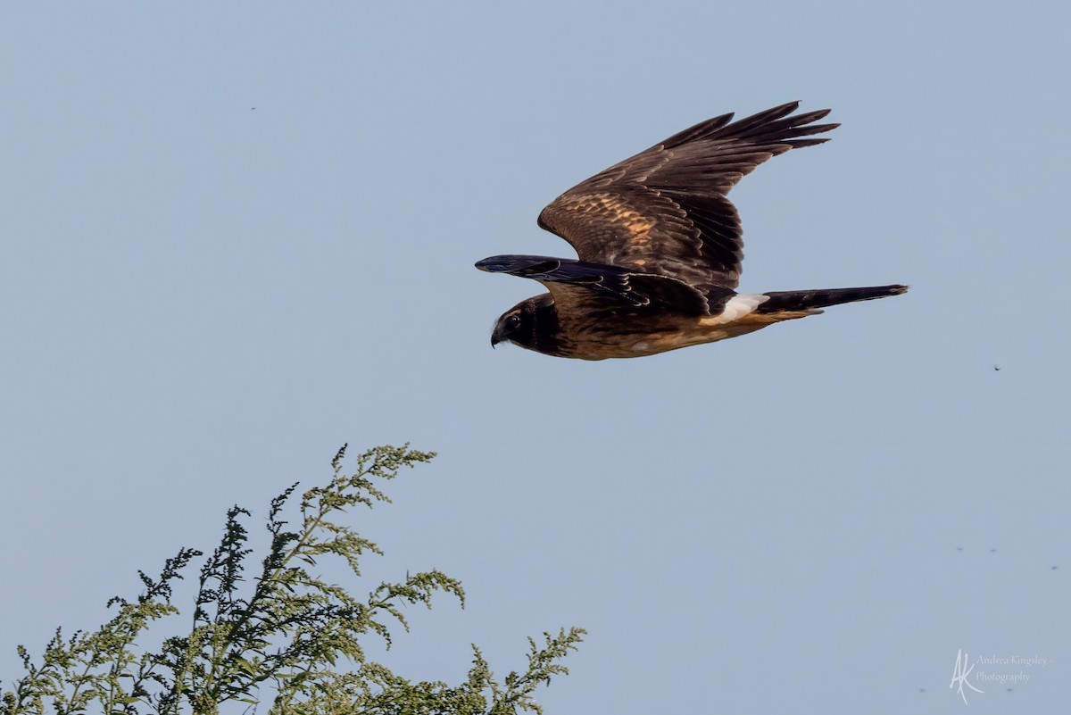 Northern Harrier - ML646261620