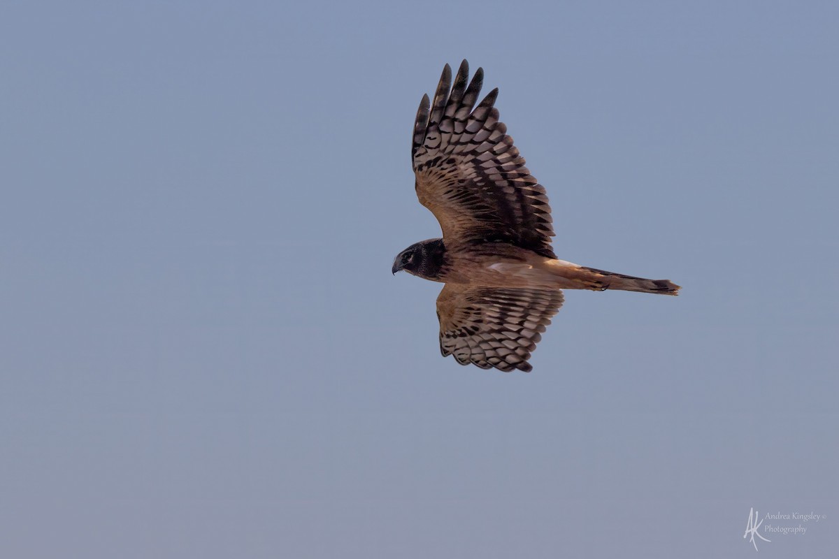 Northern Harrier - ML646261621