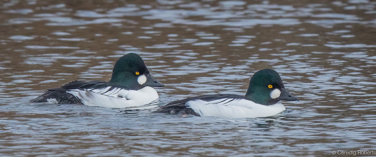 Common Goldeneye - ML646261622