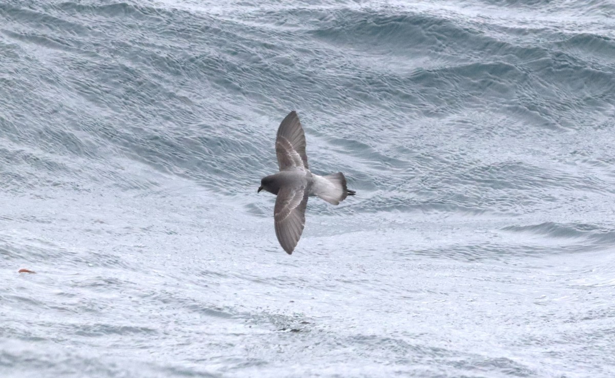 Gray-backed Storm-Petrel - ML646261623