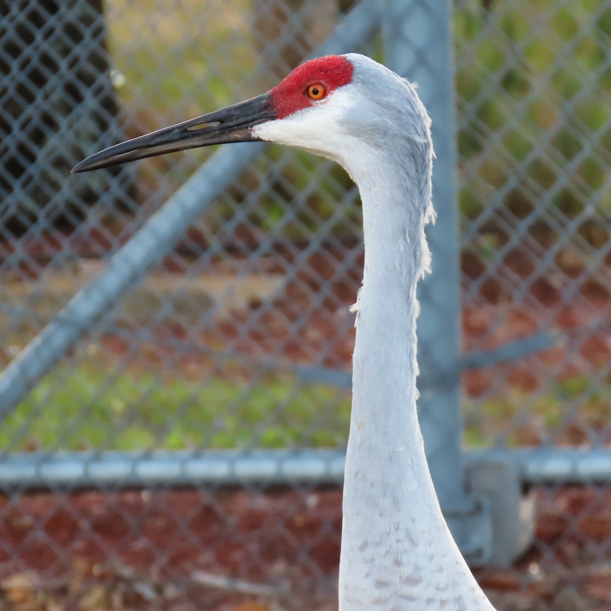 Sandhill Crane - ML646261624