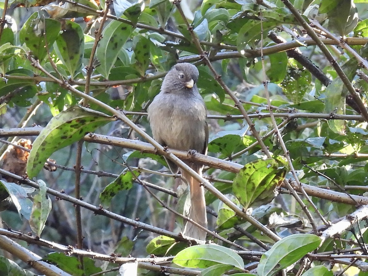 Brown Parrotbill - ML646261625