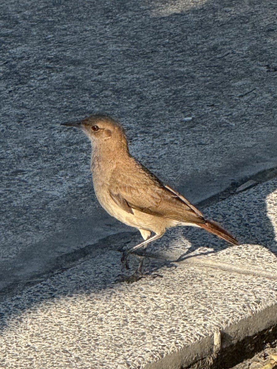 Rufous Hornero - ML646261626