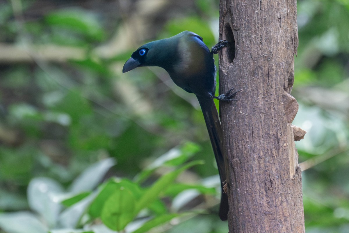 Racket-tailed Treepie - ML646261628