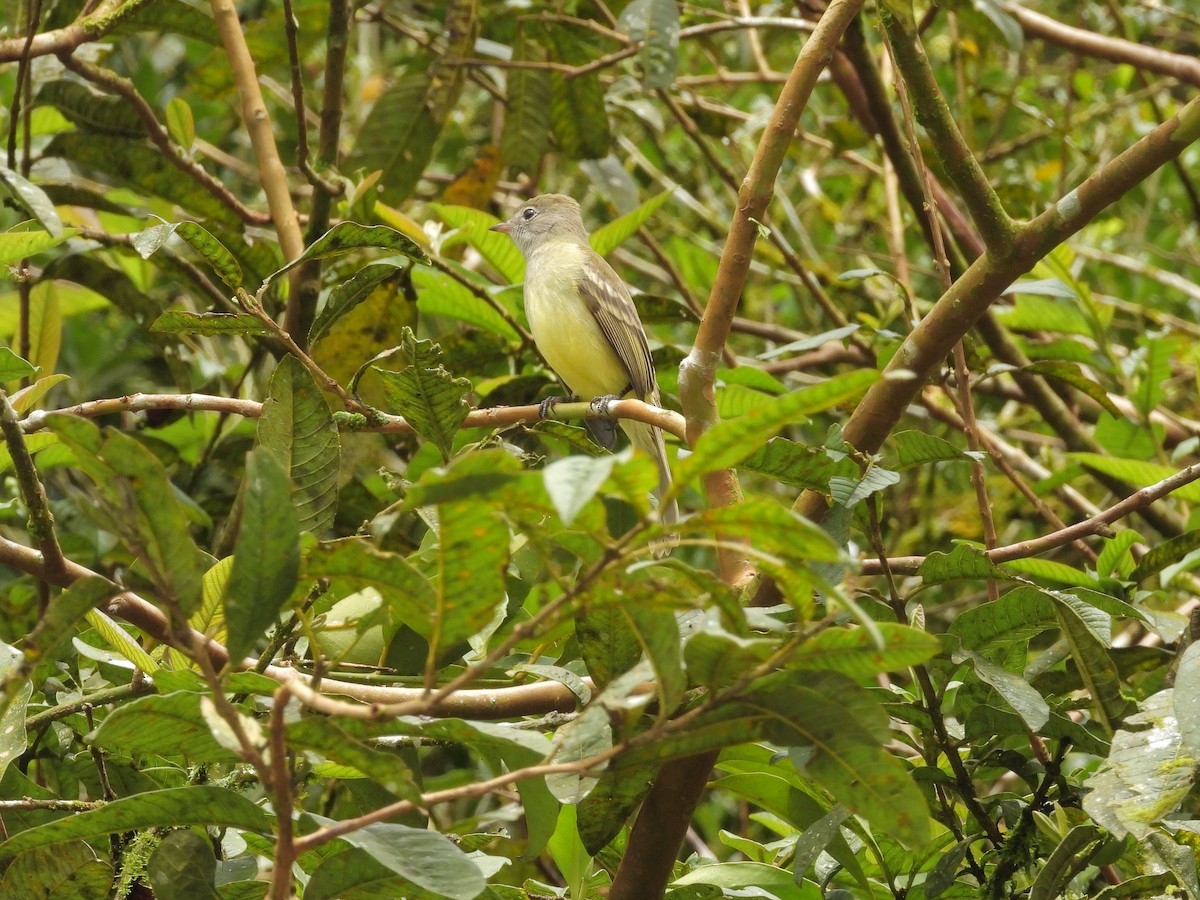 Желтобрюхая эления - ML646261630