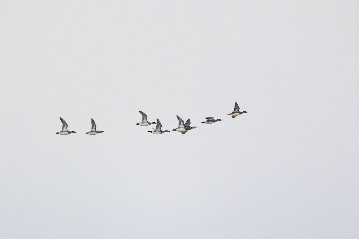 American Wigeon - ML646261632