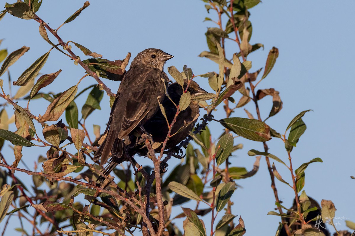 Brown-headed Cowbird - ML646261635