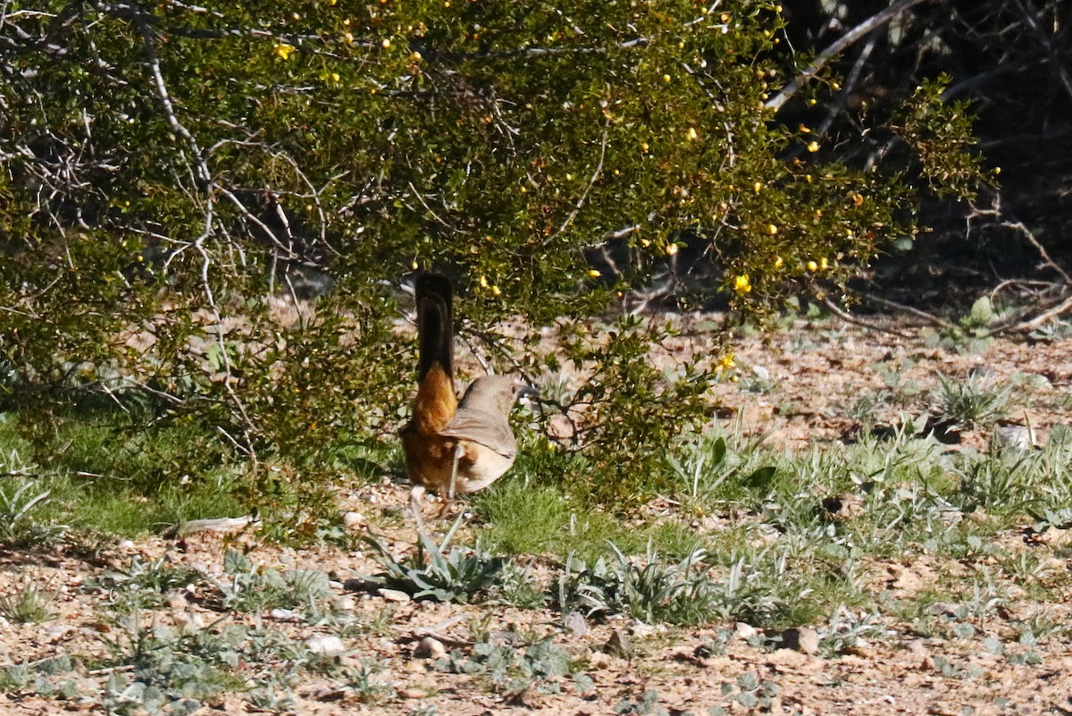 LeConte's Thrasher - ML646261651