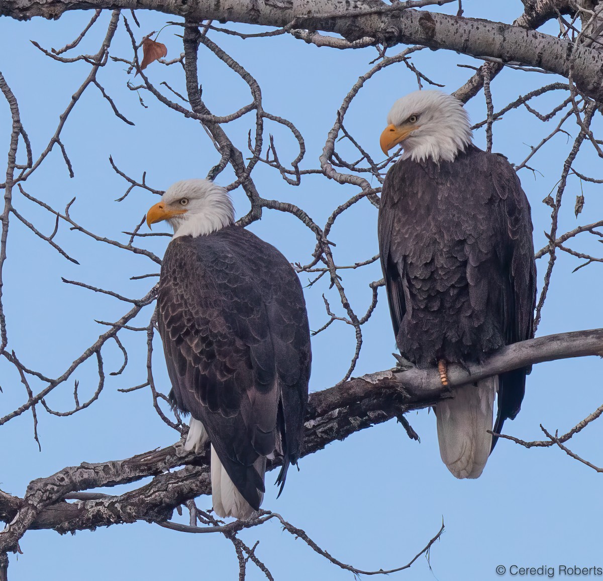 Bald Eagle - ML646261652