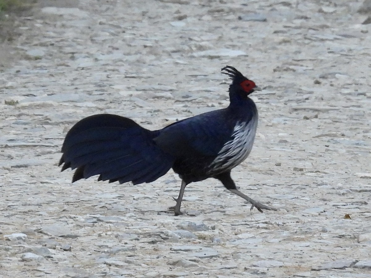 Kalij Pheasant - ML646261655