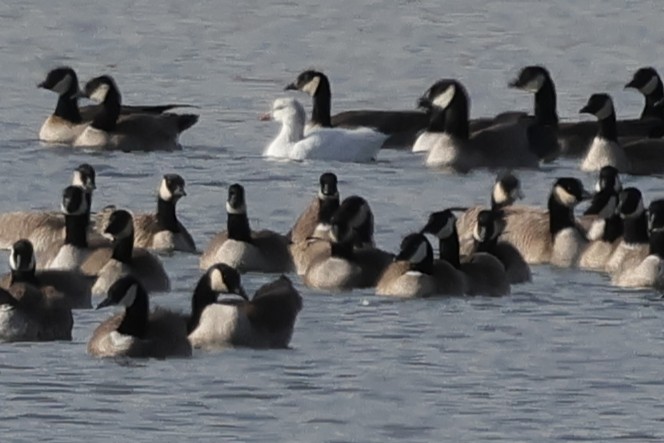 Ross's Goose - ML646261656