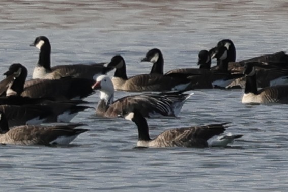 Snow Goose - ML646261664