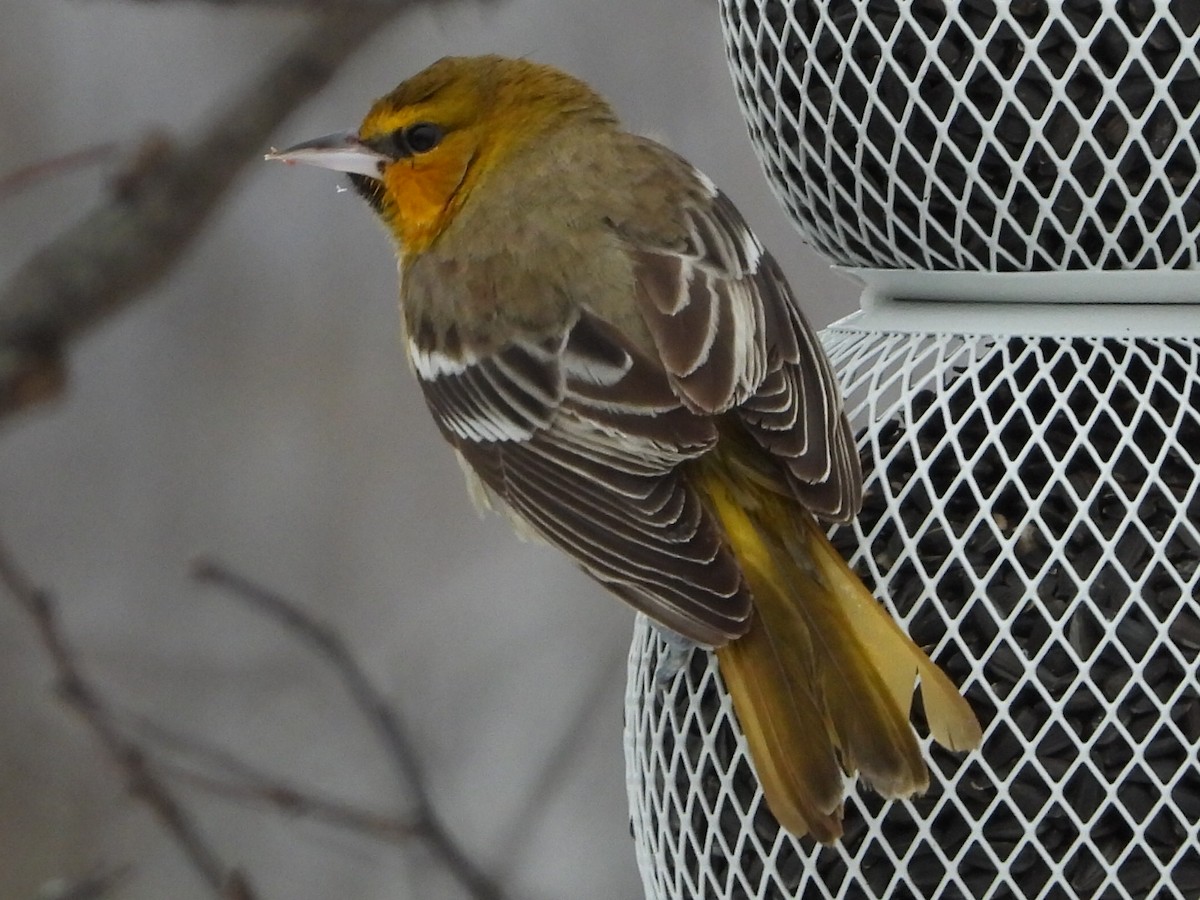 Bullock's Oriole - ML646261665