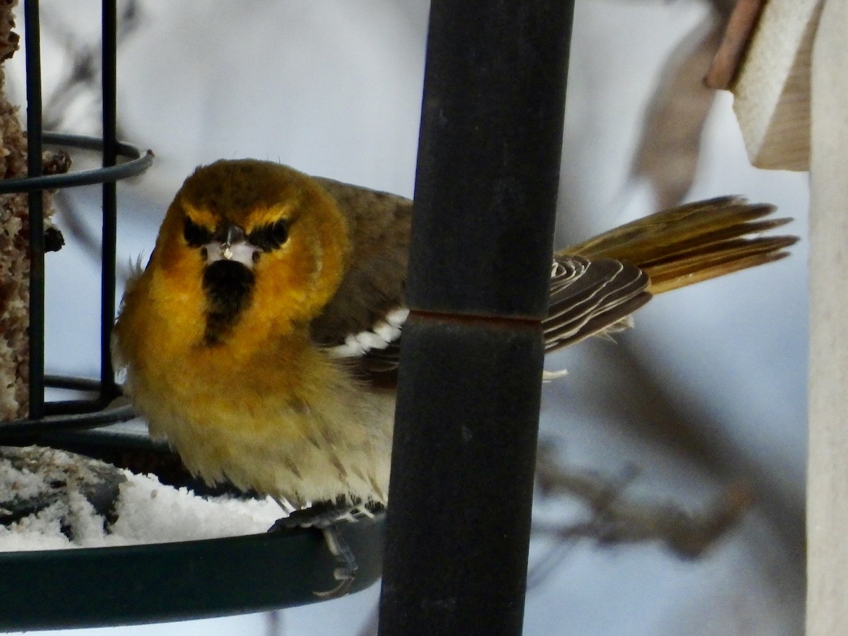 Bullock's Oriole - ML646261666