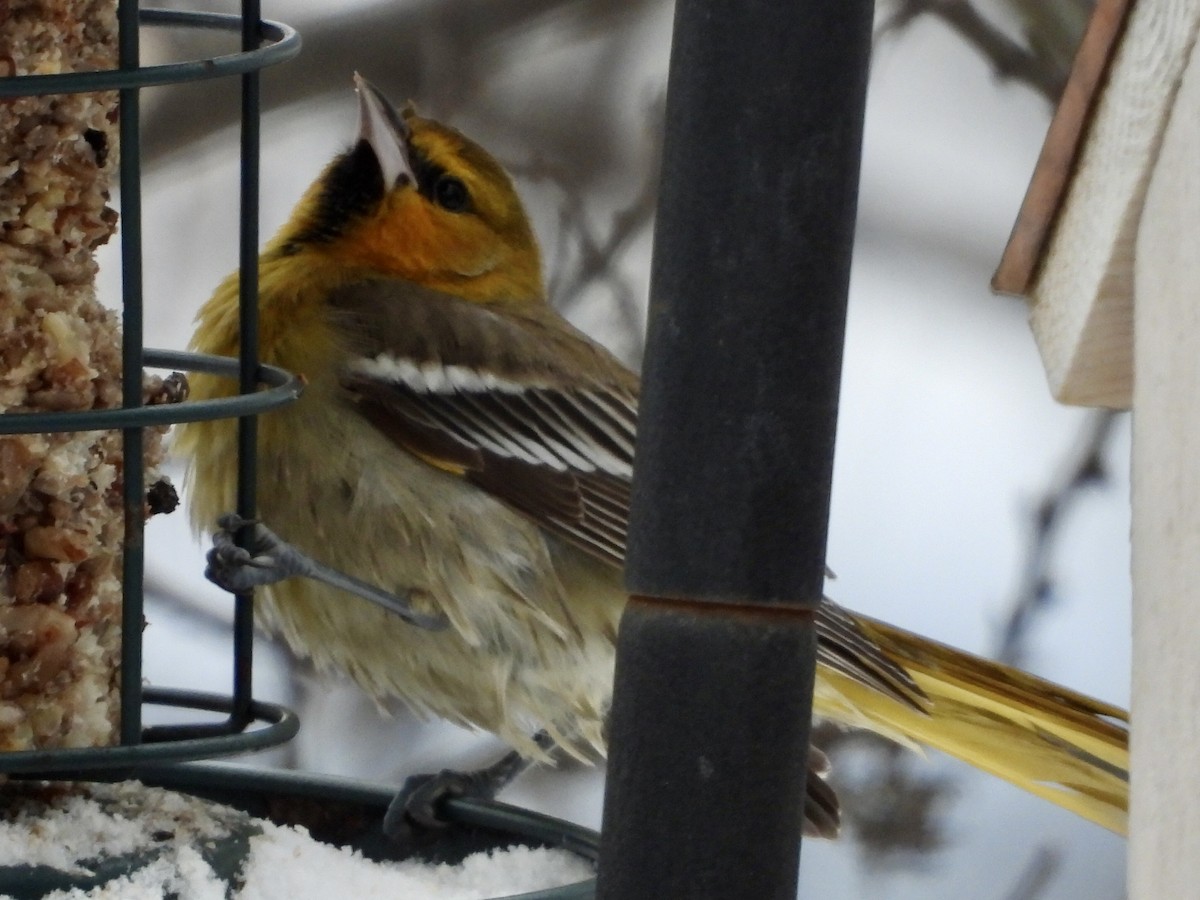 Bullock's Oriole - ML646261667