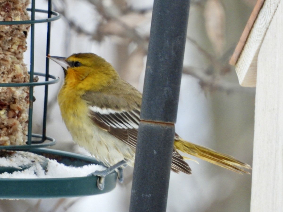Bullock's Oriole - ML646261668