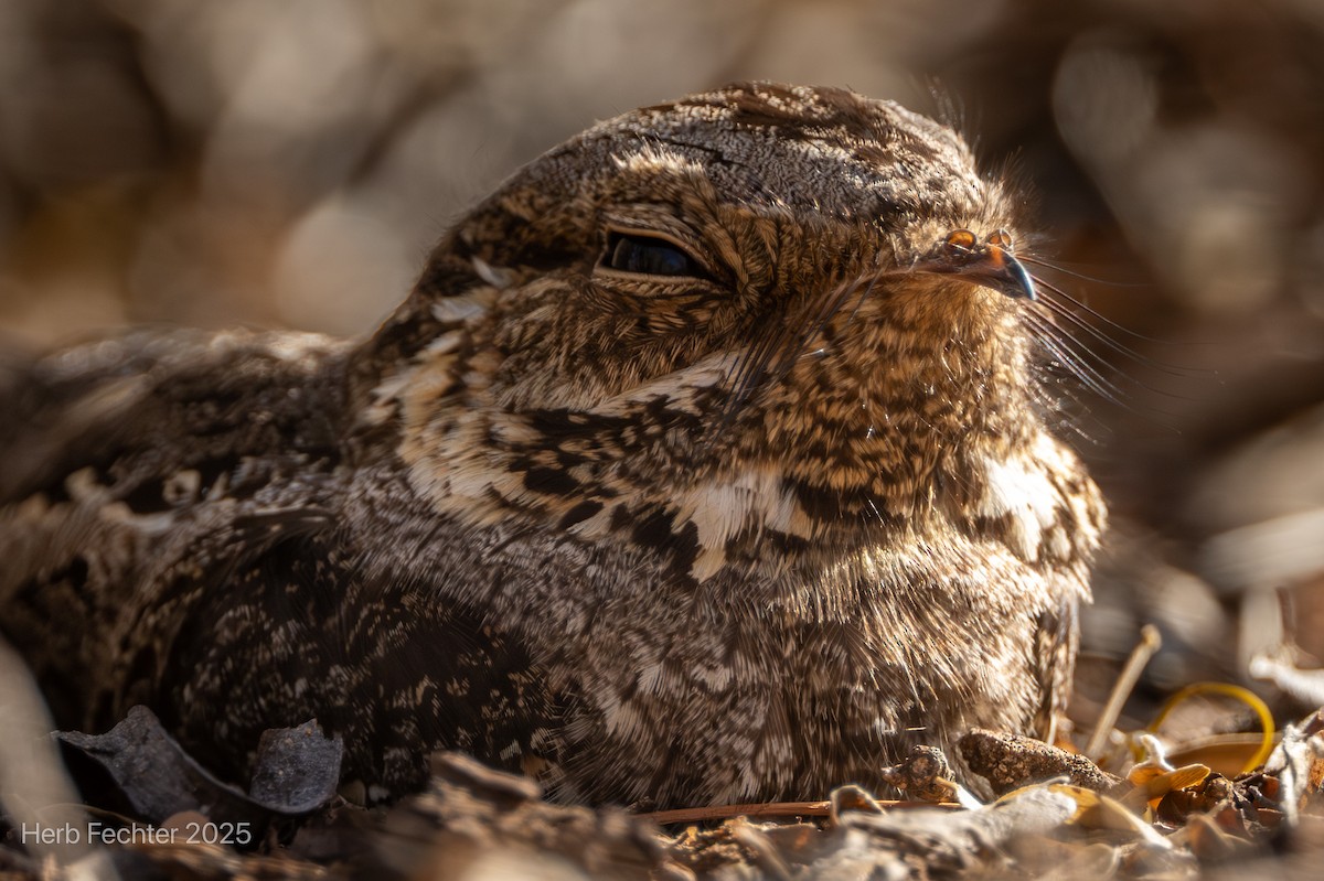 Madagascar Nightjar - ML646261673