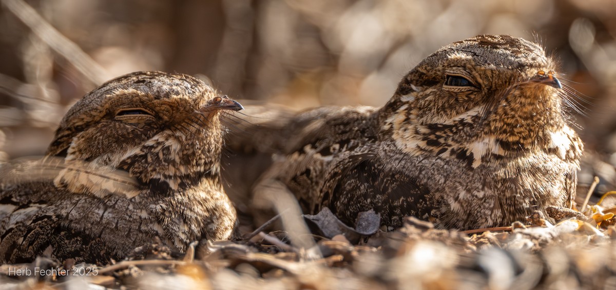 Madagascar Nightjar - ML646261674