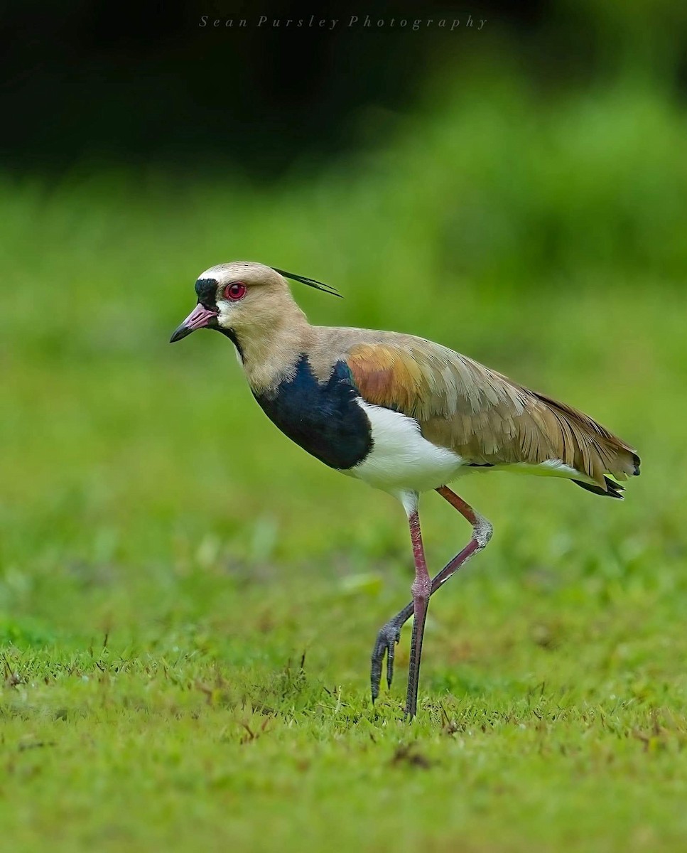 Southern Lapwing - ML646261675