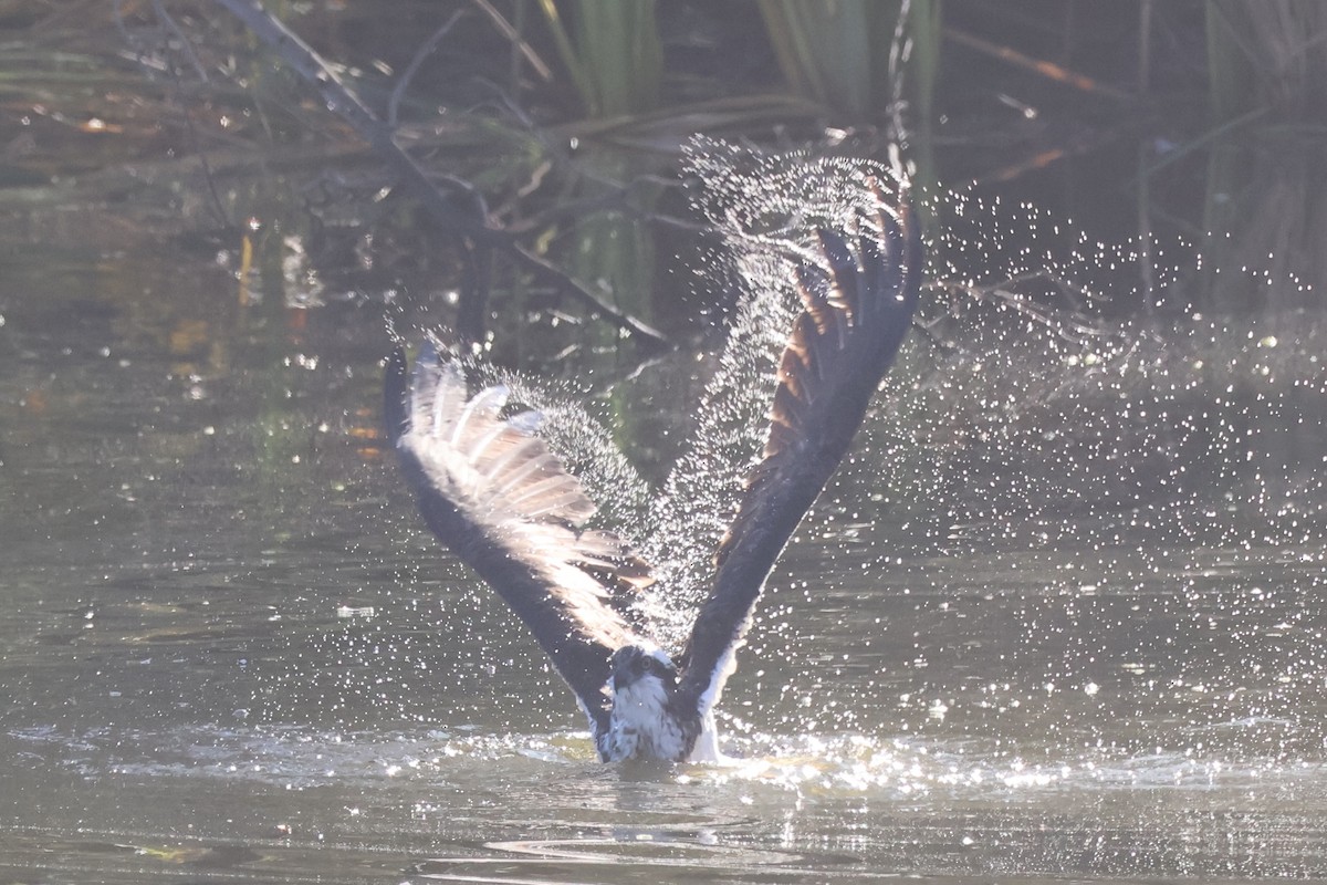 Osprey - ML646261680