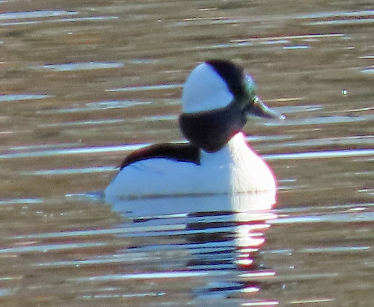Bufflehead - ML646261684