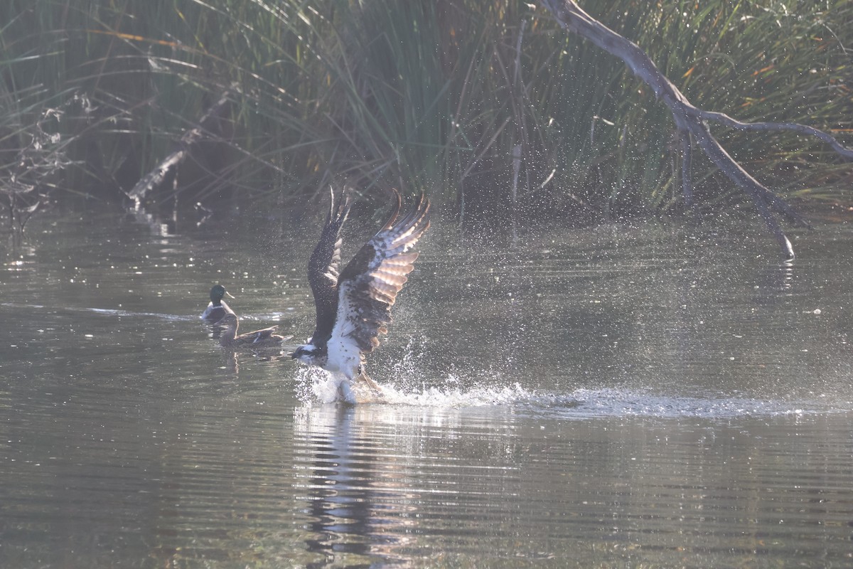 Osprey - ML646261685