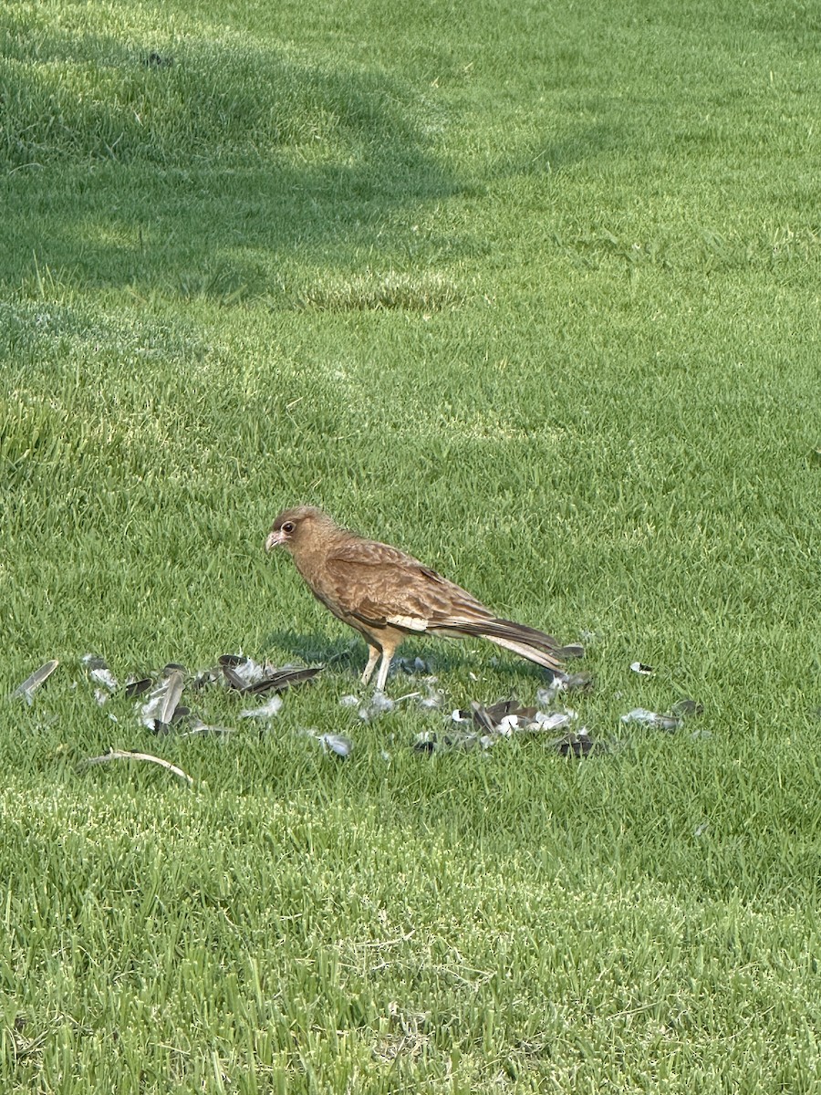 Chimango Caracara - ML646261688