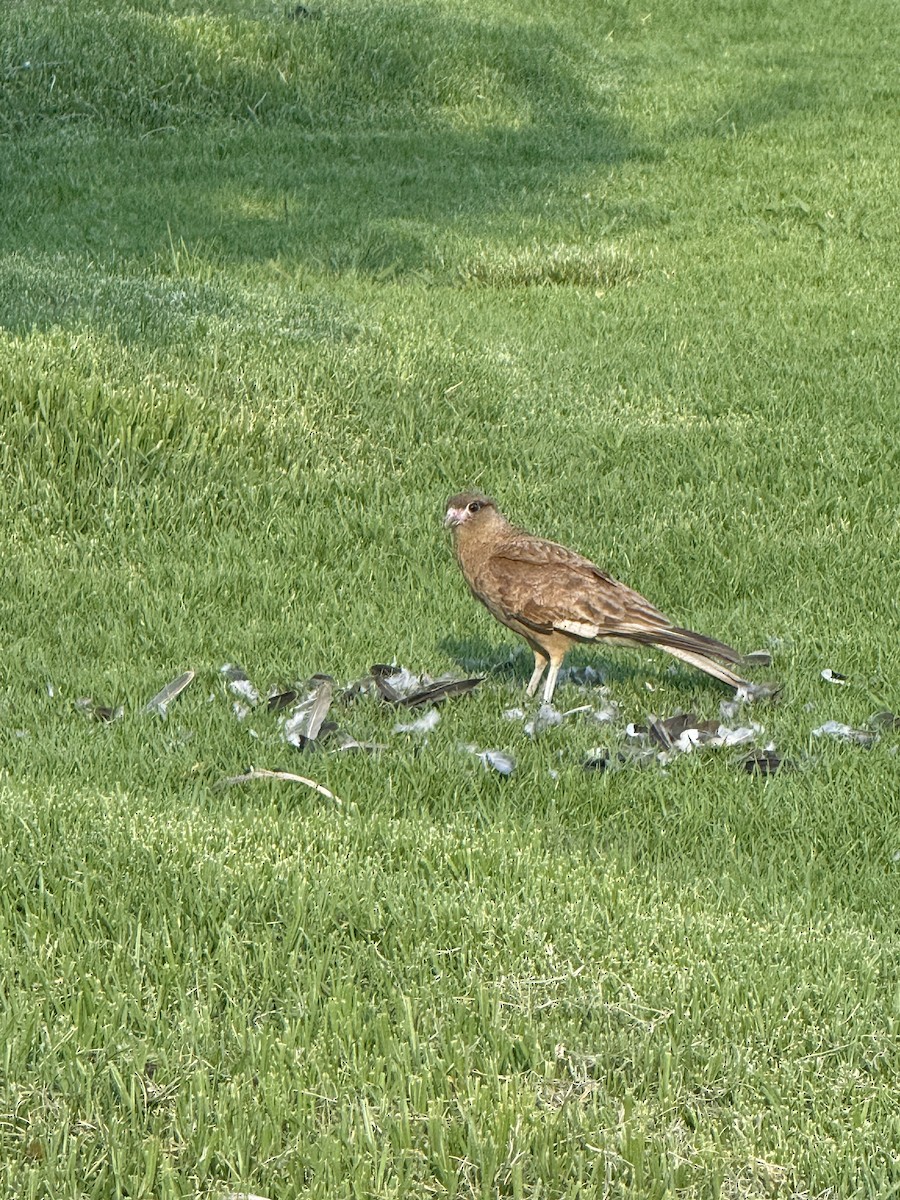 Chimango Caracara - ML646261689