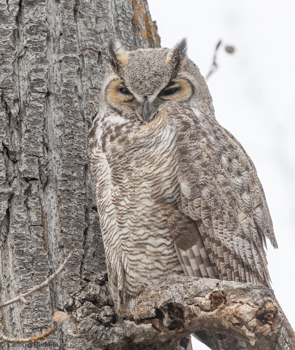 Great Horned Owl - ML646261691