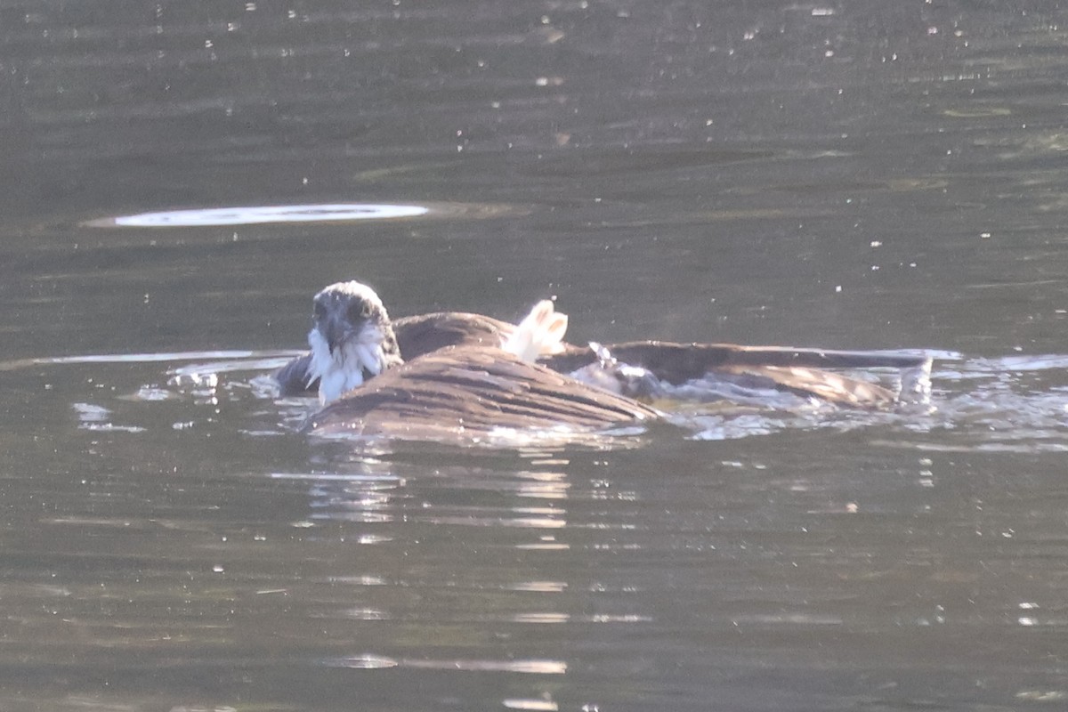 Osprey - ML646261694