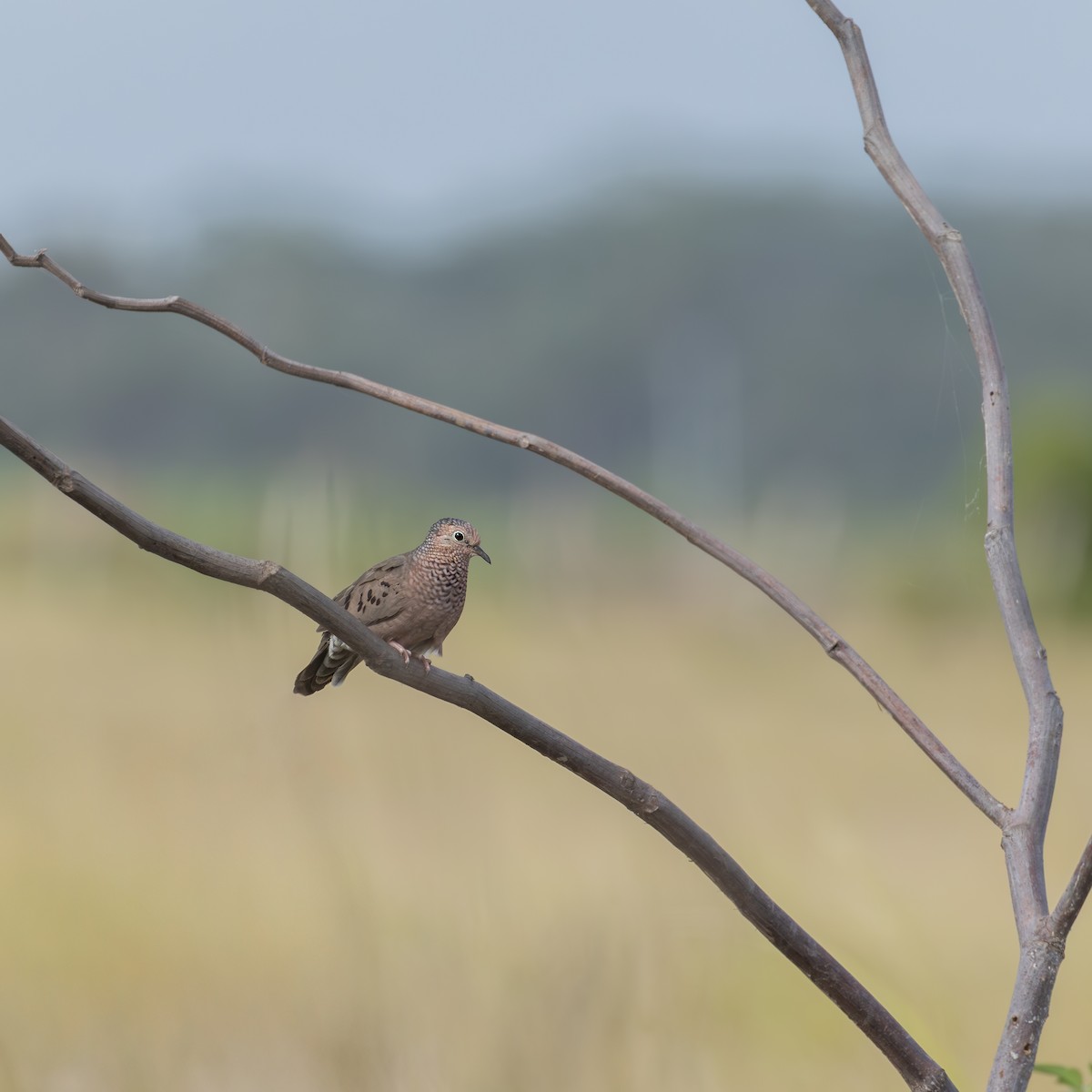 スズメバト - ML646261695