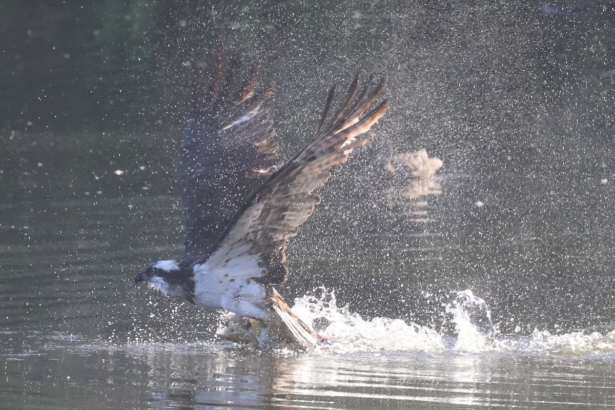 Osprey - ML646261700