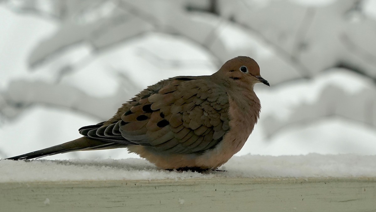 ナゲキバト - ML646261701