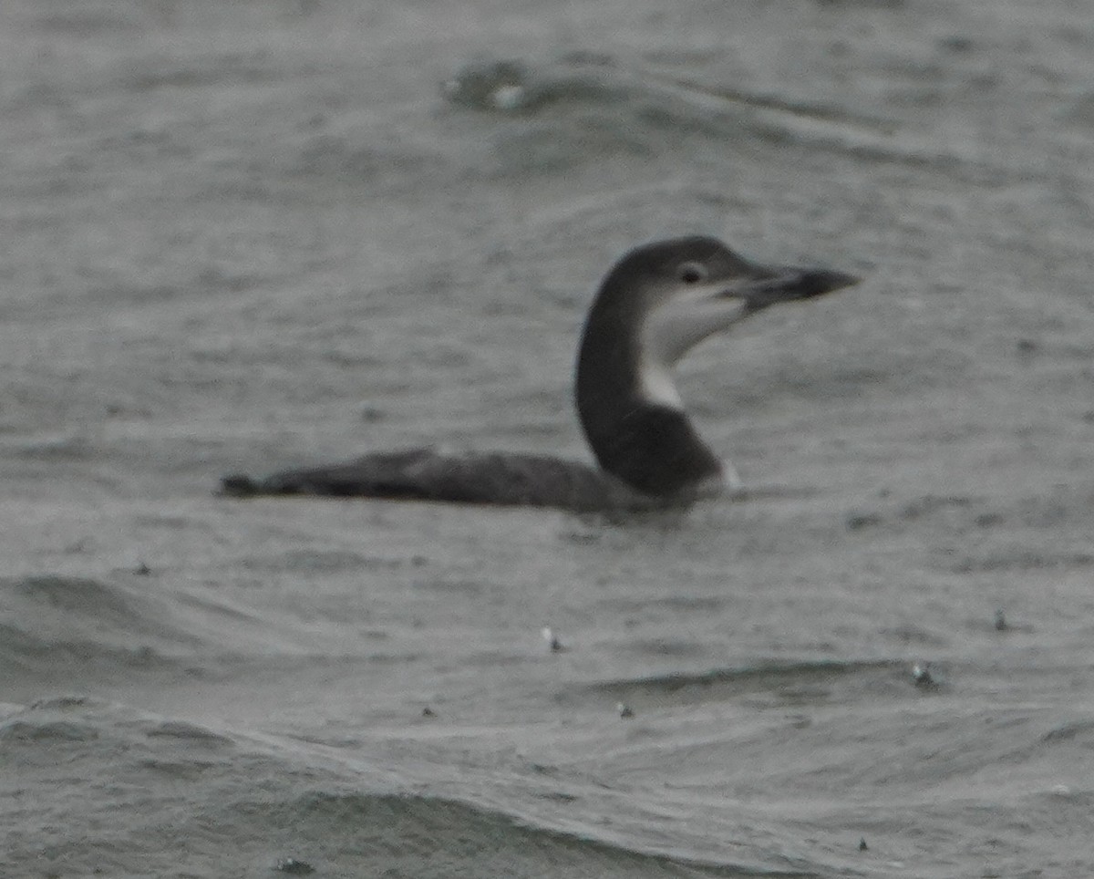 ハシグロアビ - ML646261702