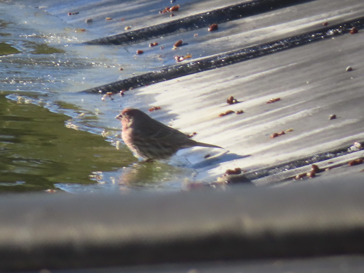 メキシコマシコ - ML646261703