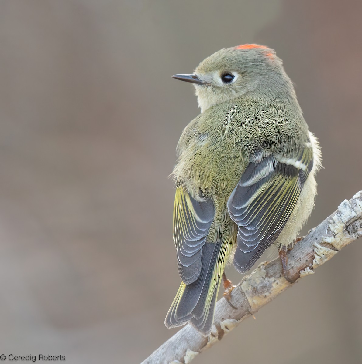 ルビーキクイタダキ - ML646261704