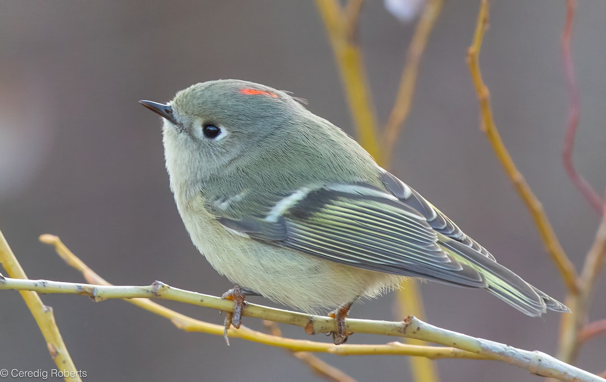 ルビーキクイタダキ - ML646261705