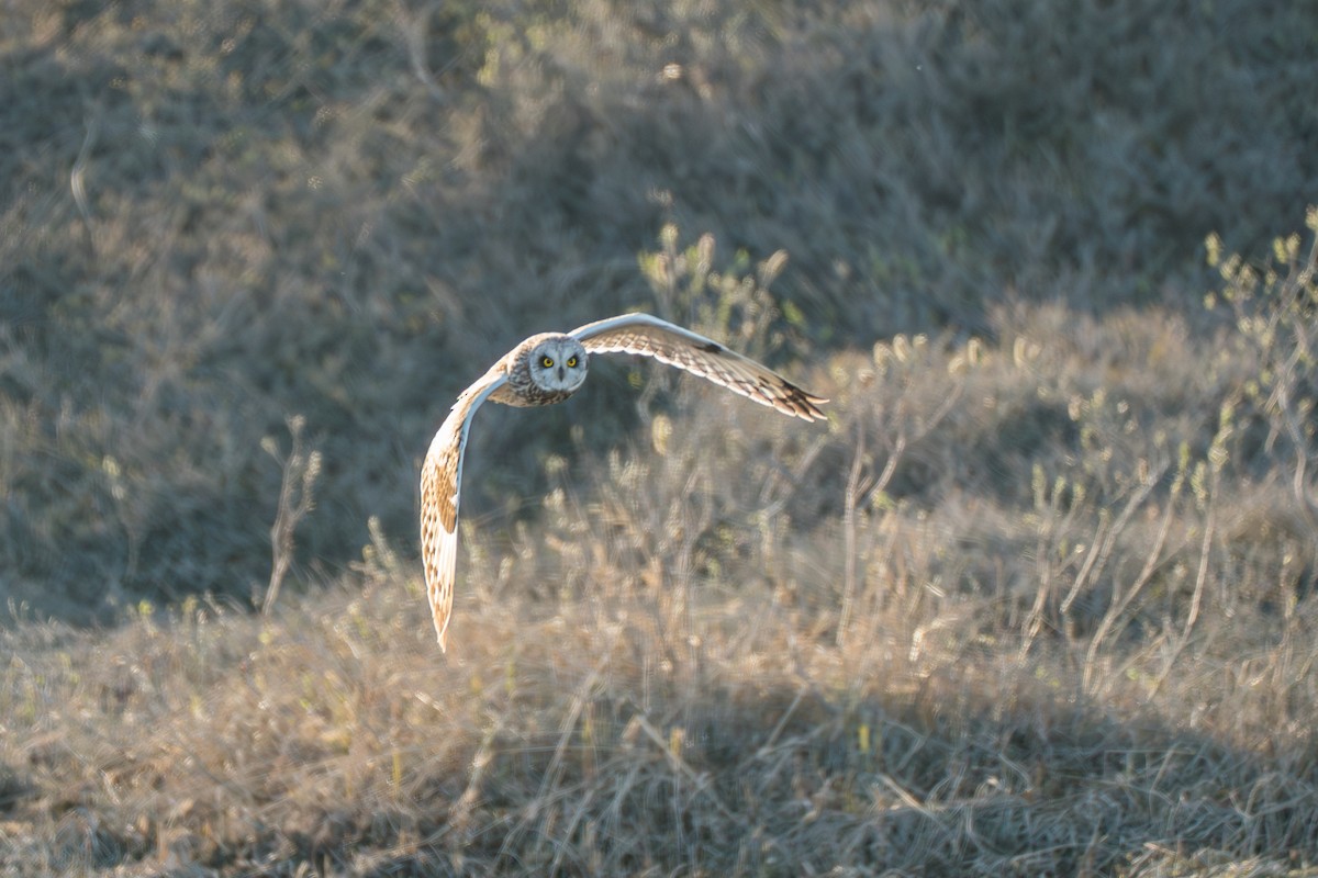 コミミズク - ML646261707