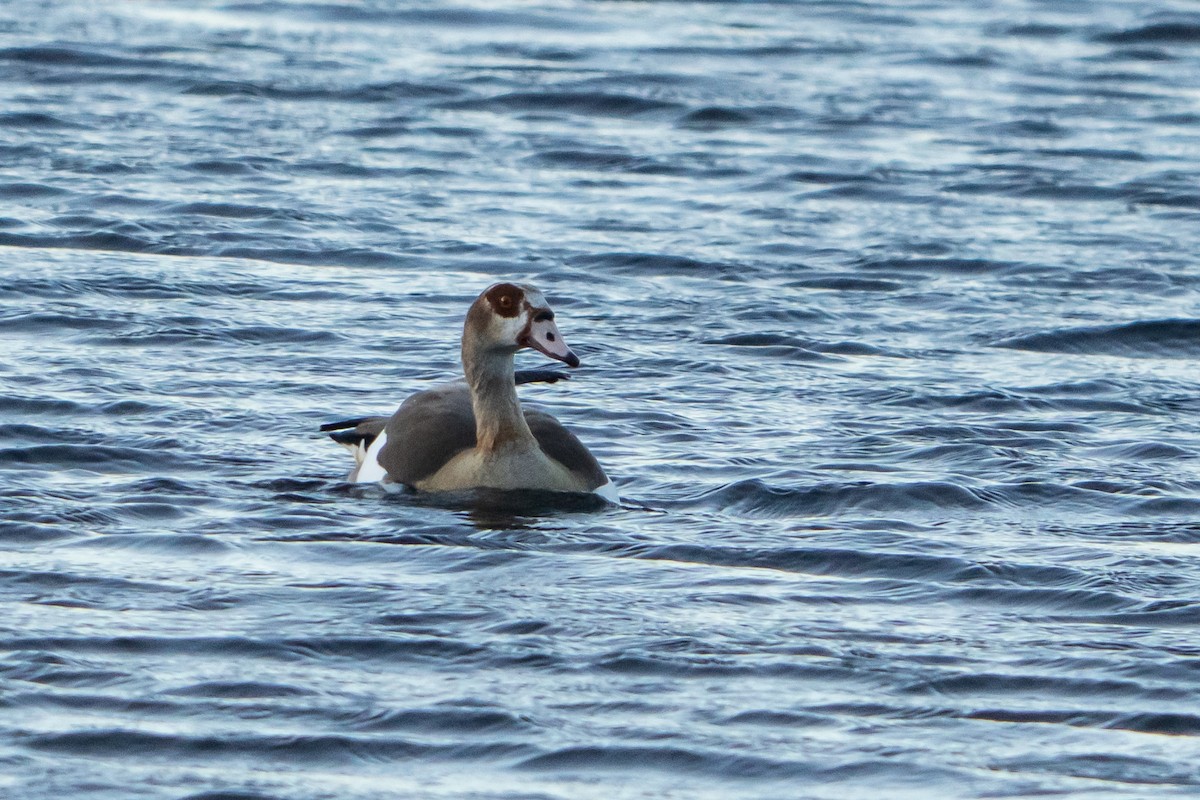 エジプトガン - ML646261708