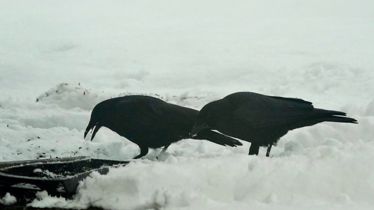 アメリカガラス - ML646261709