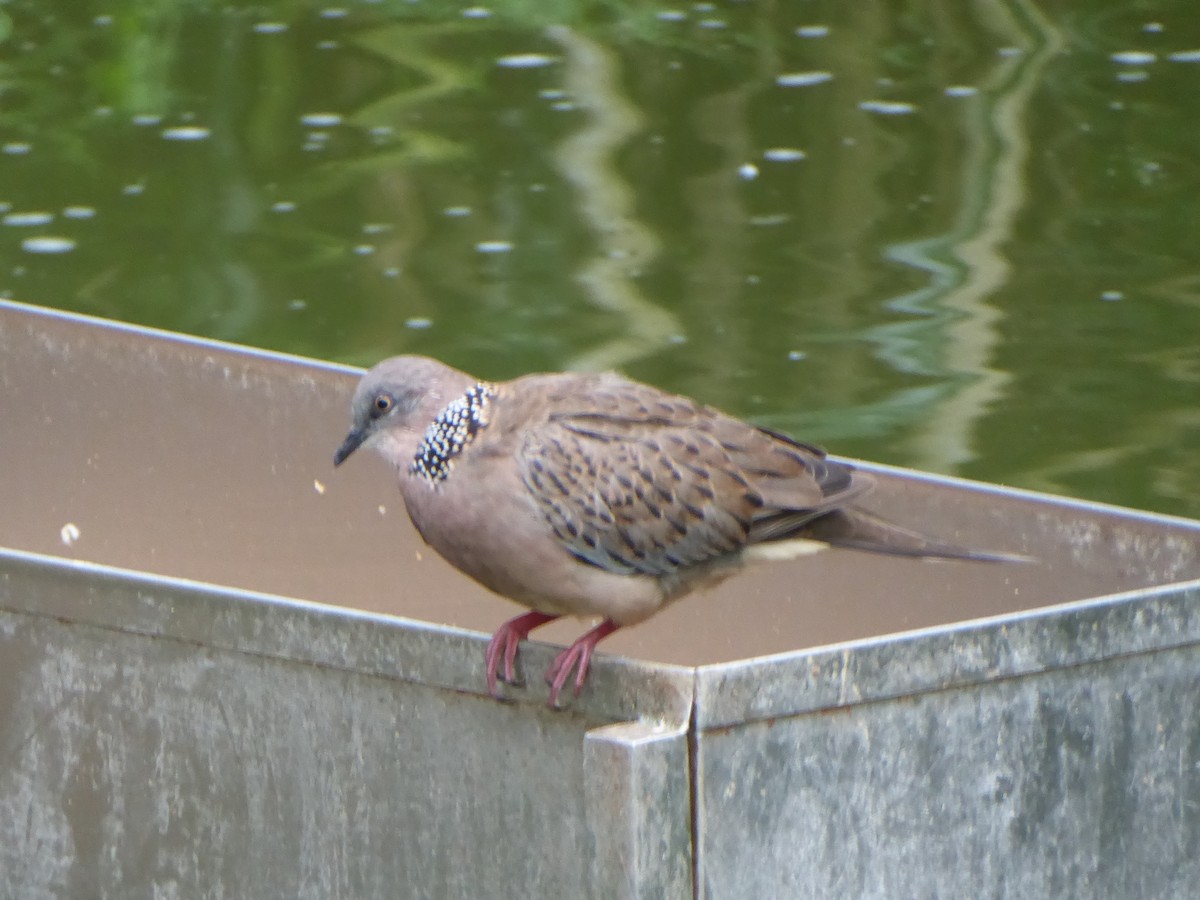 カノコバト - ML646261710