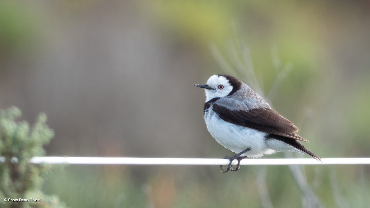 カオジロオーストラリアヒタキ - ML646261711