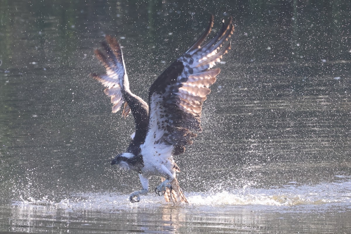 ミサゴ - ML646261712