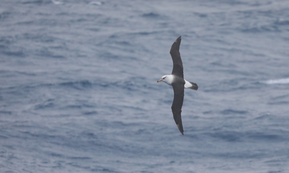 マユグロアホウドリ（impavida） - ML646261713