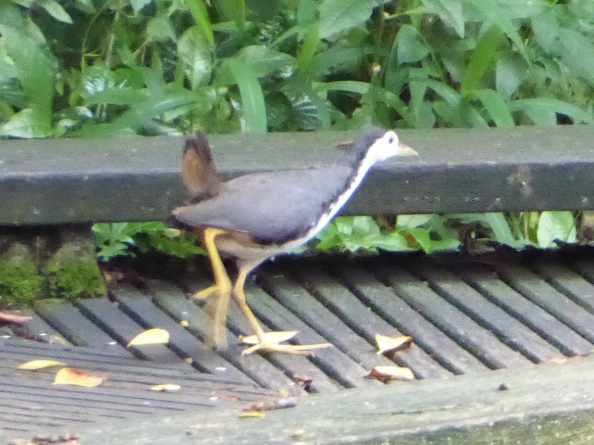 シロハラクイナ - ML646261718