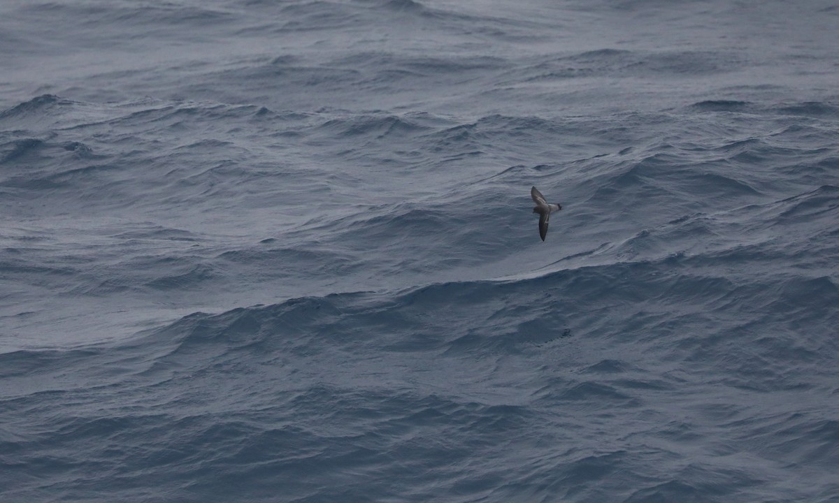 ヒメアシナガウミツバメ - ML646261719