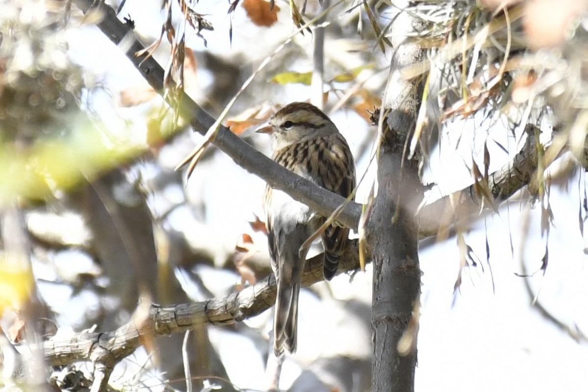 チャガシラヒメドリ - ML646261720